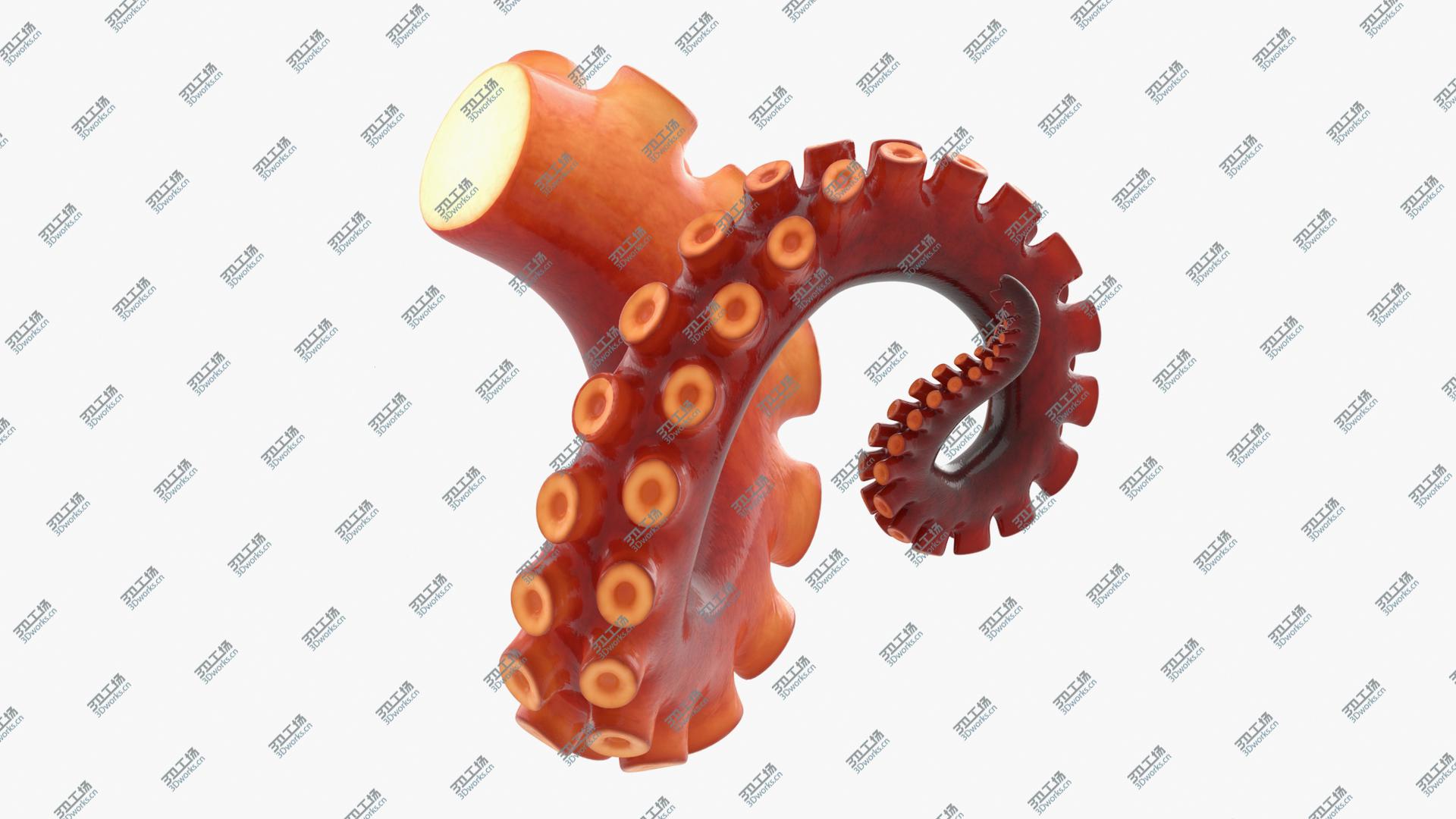 images/goods_img/2021040233/Octopus Tentacle Rigged 3D model/2.jpg